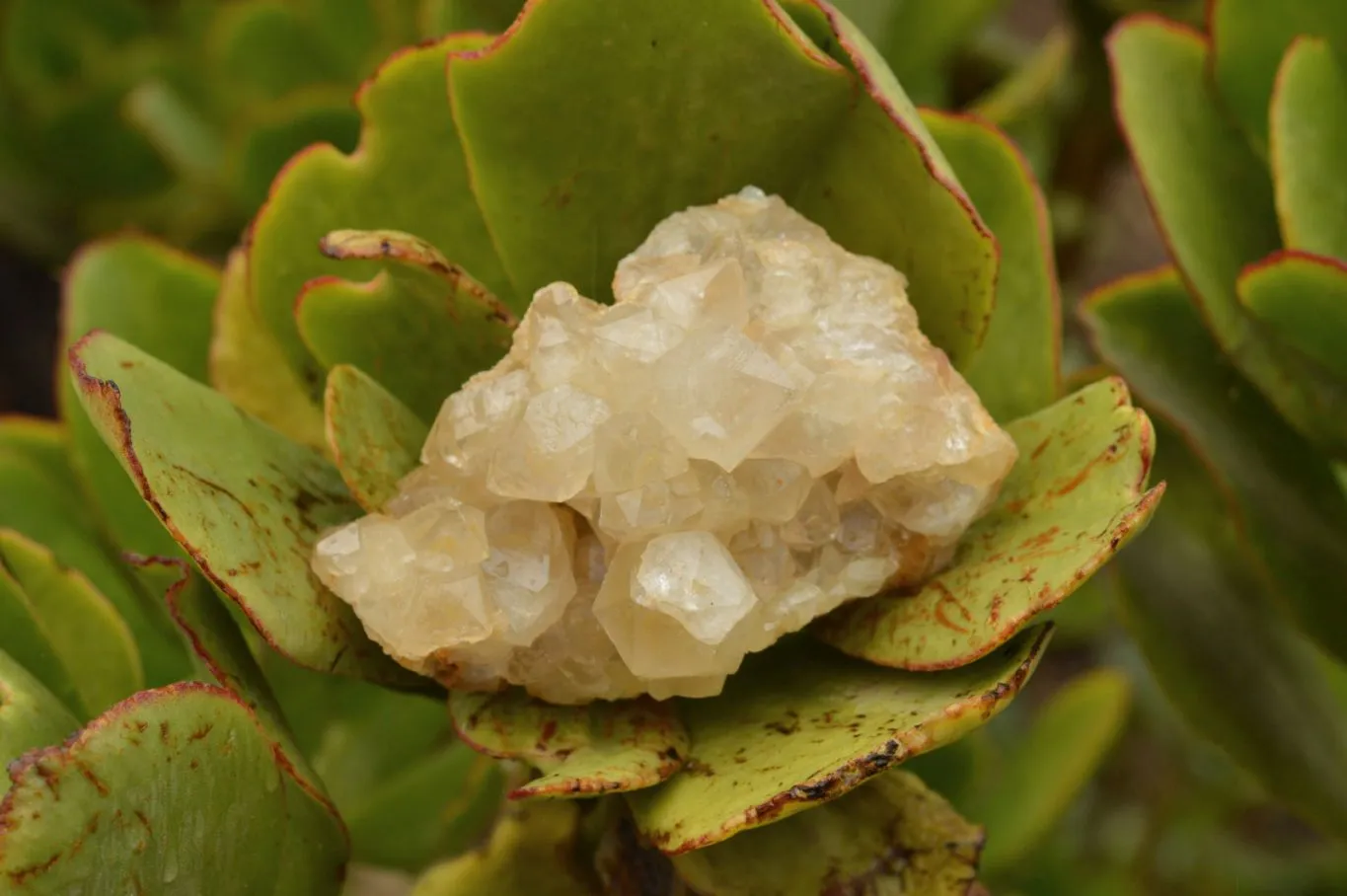 Natural Limonite Quartz Clusters With Goethite Inclusions In Some x 12 From Solwezi, Zambia