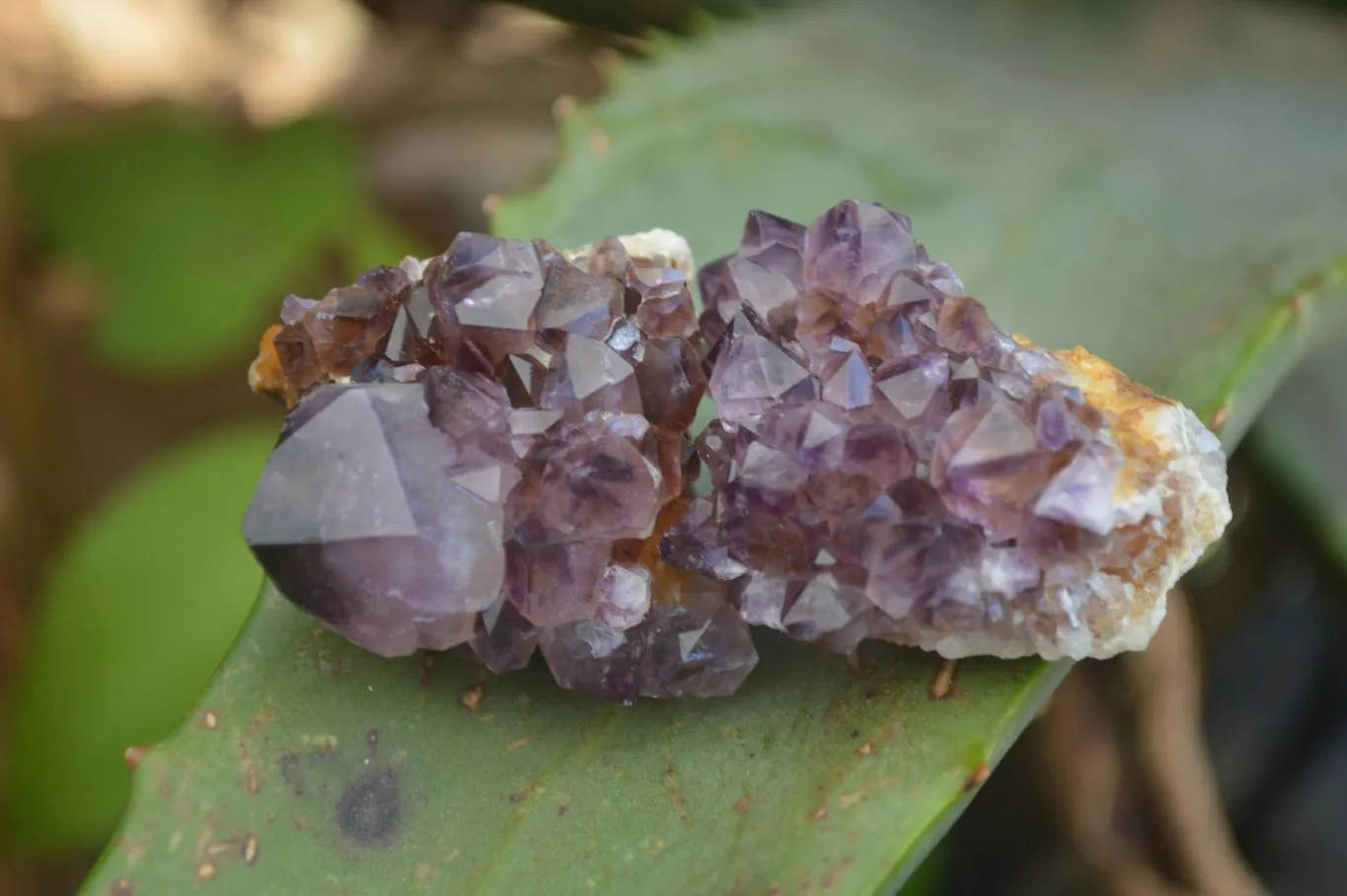 Natural Rare Dark Purple Spirit Amethyst Clusters x 24 From Boekenhouthoek, South Africa